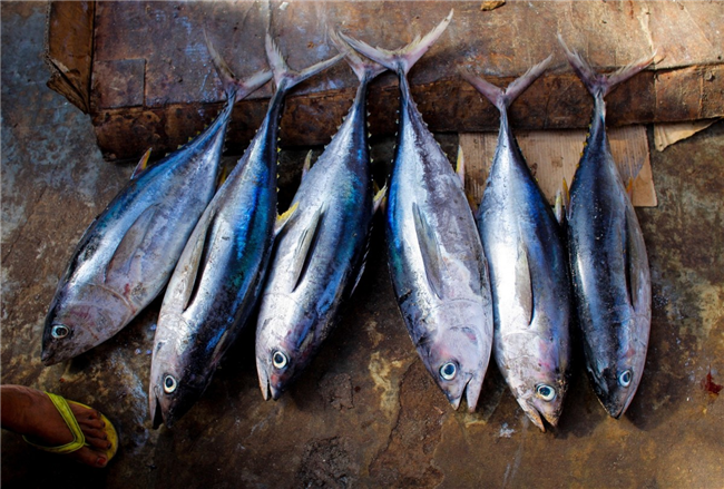 日本金槍魚進(jìn)口報關(guān)